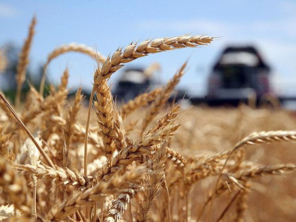 Правительство Мишустина запретило экспорт зерна и сахара