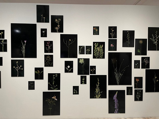 В Иваново приехал всемирно известный художник Гриша Брускин 