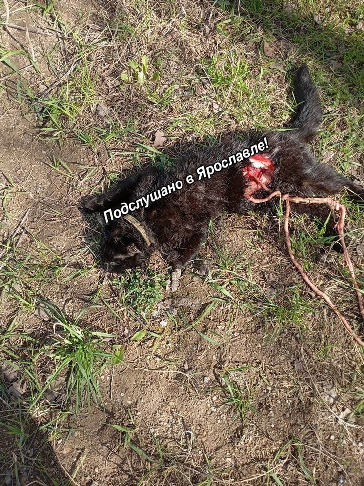 В Ярославле нашли очередную жертву «кошачьего убийцы»