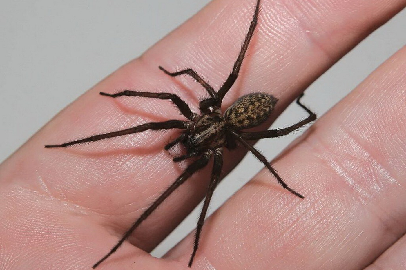 Домашние пауки фото. Домовой паук Tegenaria domestica. Тегенария домовая. Тегерания домовая паук. Домовой паук Tegenaria domestica черный.