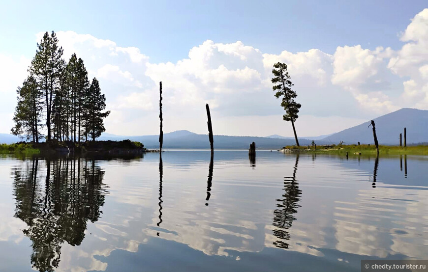 Жизнь на опушке леса