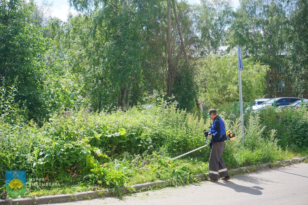 В Сыктывкаре горожанам и фирмам начали выдавать предписания за высокую траву