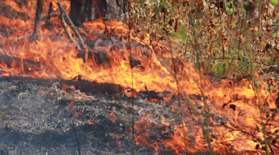 Лесной пожар в Бийске