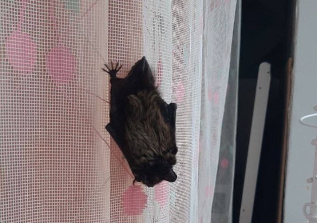 В столице ХМАО жительница обнаружила в своей квартире летучую мышь