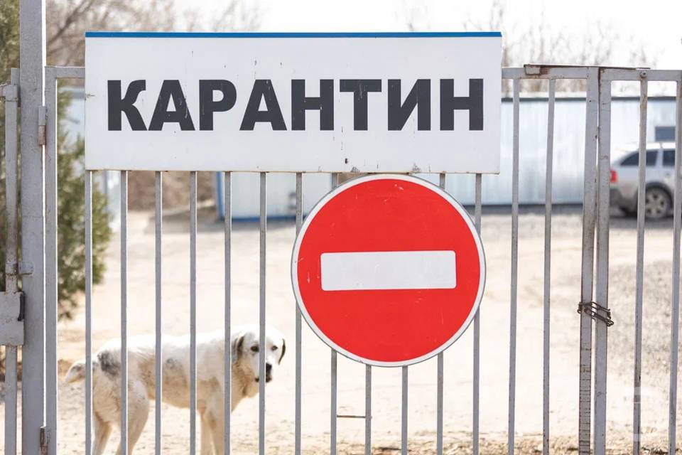 Очаг бешенства обнаружили в хуторе Волгоградской области