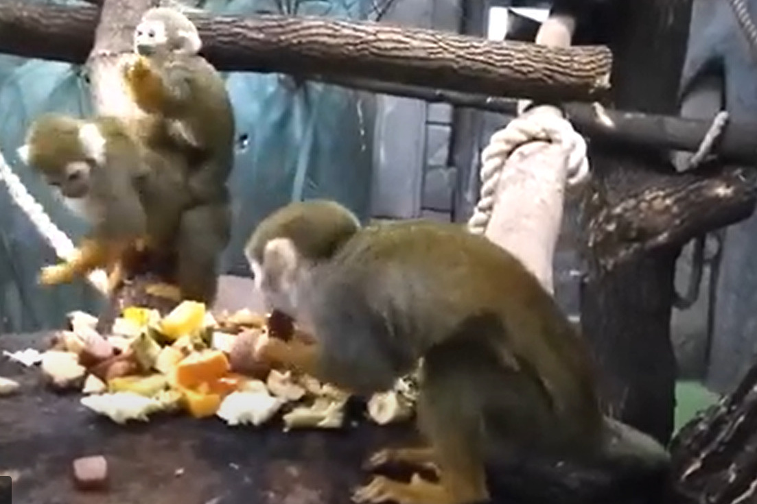 Раскраска обезьяна на пальме. Стихи про обезьянку для детей. Предложение со словом обезьяна 2 класс. Предложение про обезьяну. Обезьяна составить предложение.