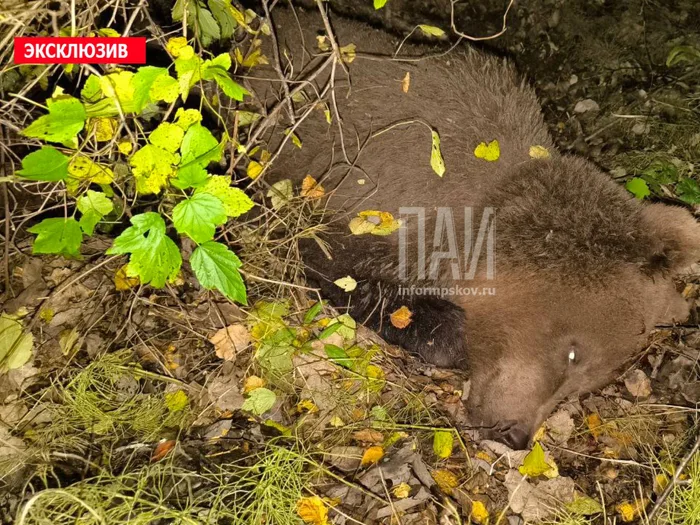 Водитель автомобиля сбил медведя (ФОТО, 18+)