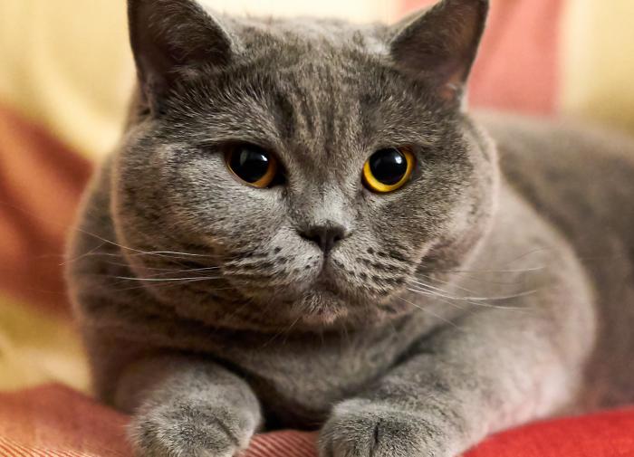 Питомцы для богатых: четыре самые дорогие породы кошек в мире