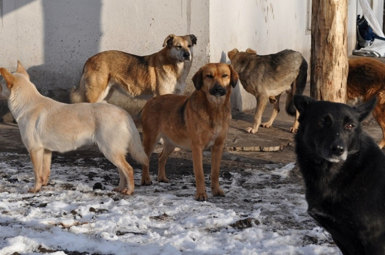 Безнадзорных собак уберут с улиц в Хабаровском крае фото 2