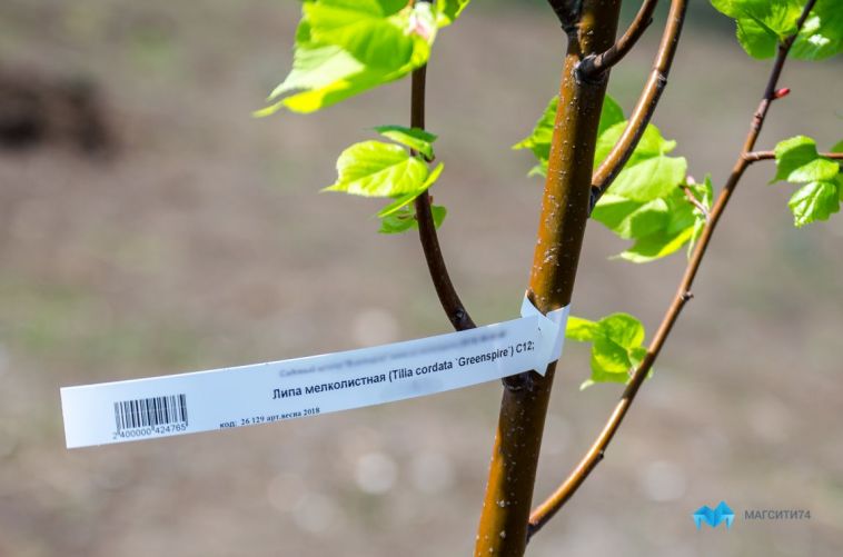 За год в Магнитогорске посадили 8 300 деревьев