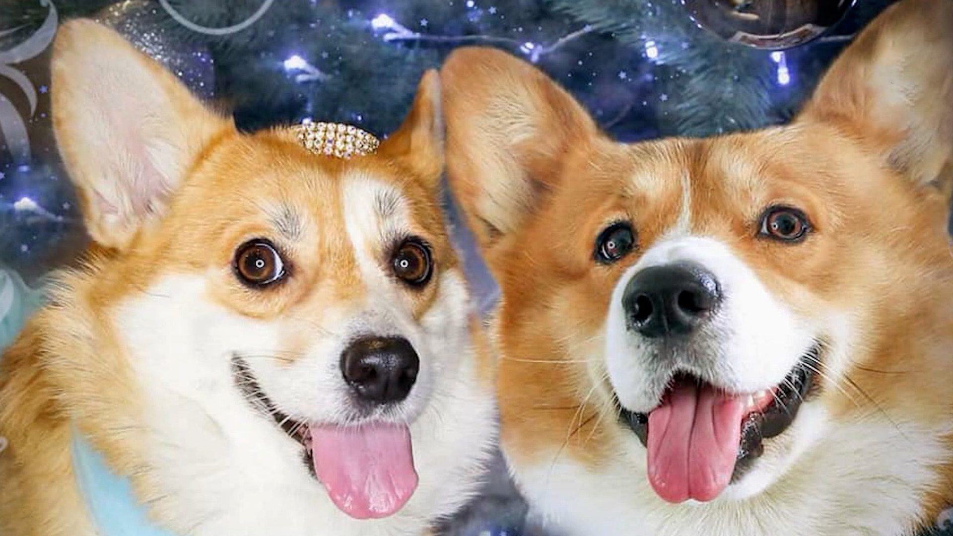 Корги спасатель. Корги спасатели. Корги спасатели. Корги спасатель. Собаки корги спасатели.