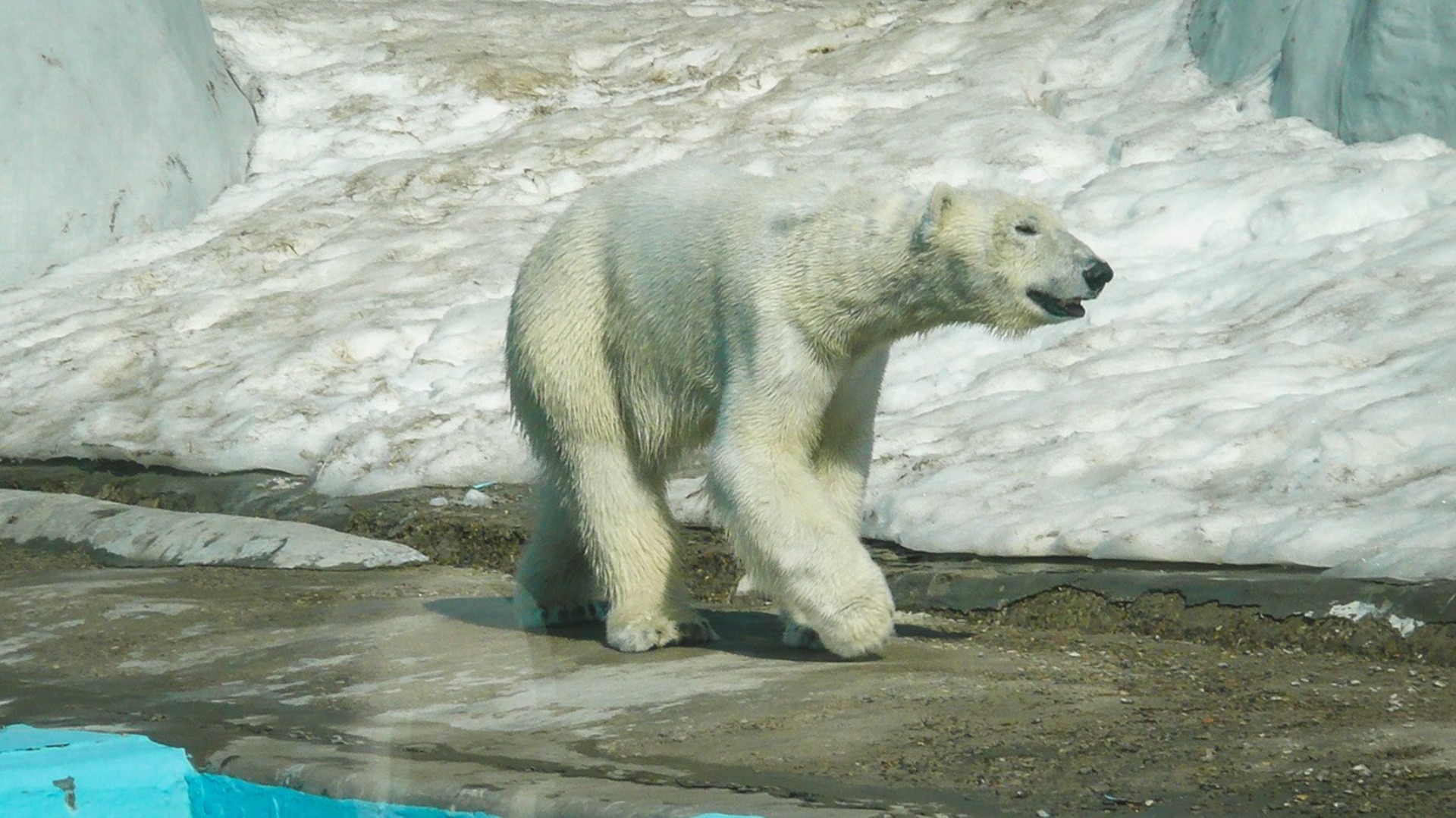 Скульптура северный олень салехард. Памятник мамонту в салехарде. Салехард магадан. Салехард полярное сияние. Памятник мамонту в салехарде.