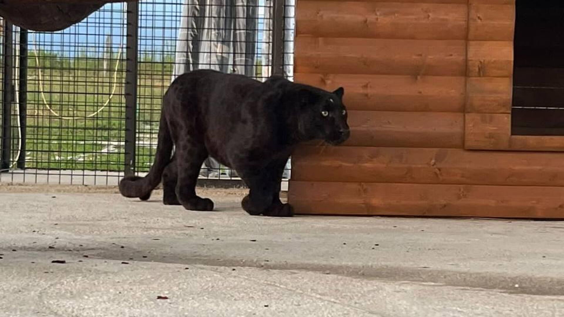 Леопард в парке львов Прайд в селе Аацы - Sputnik Абхазия, 1920, 11.10.2023