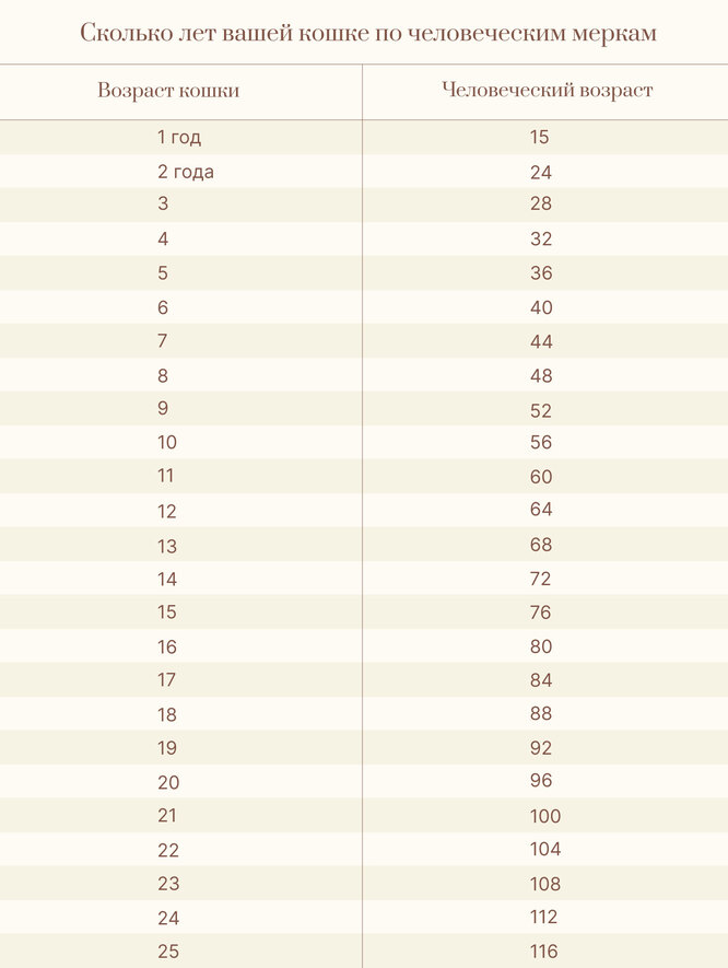 Возраст кошек по человеческим годам меркам таблица