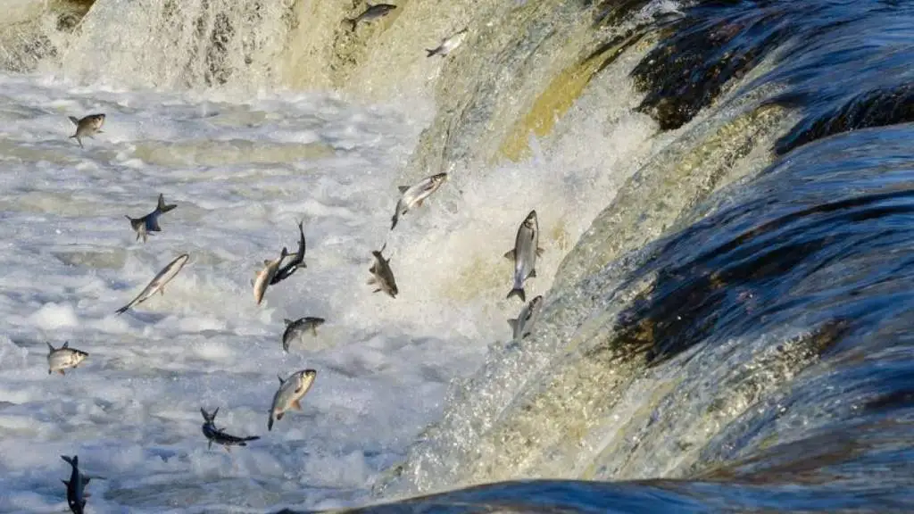 Незабываемое зрелище в Кулдиге: вимба вновь начала прыгать через водопад (ВИДЕО)