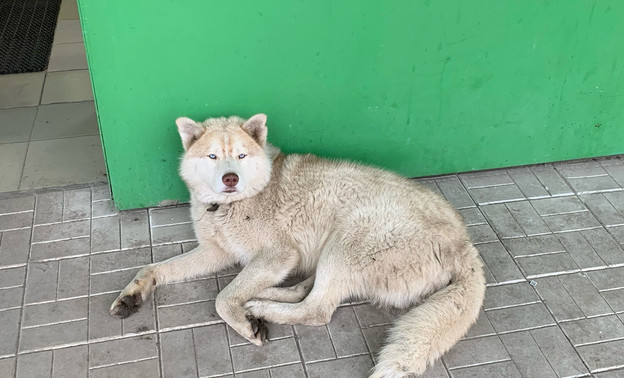 Александр Соколов обратил внимание на собак