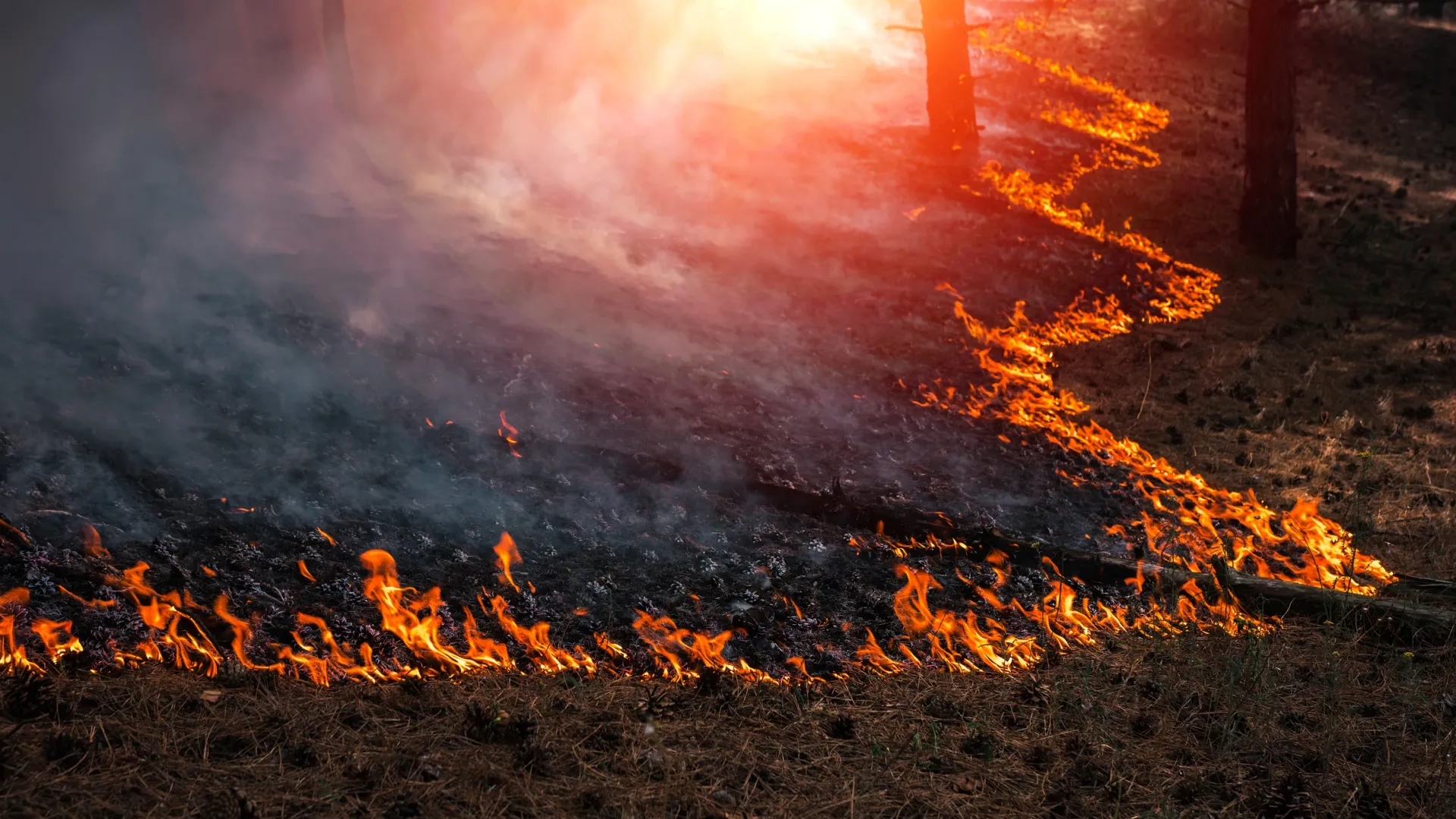 Границы лесного пожара. Низовой Лесной пожар. Устойчивый низовой Лесной пожар. Беглый низовой пожар. Низовой Лесной пожар картинки.