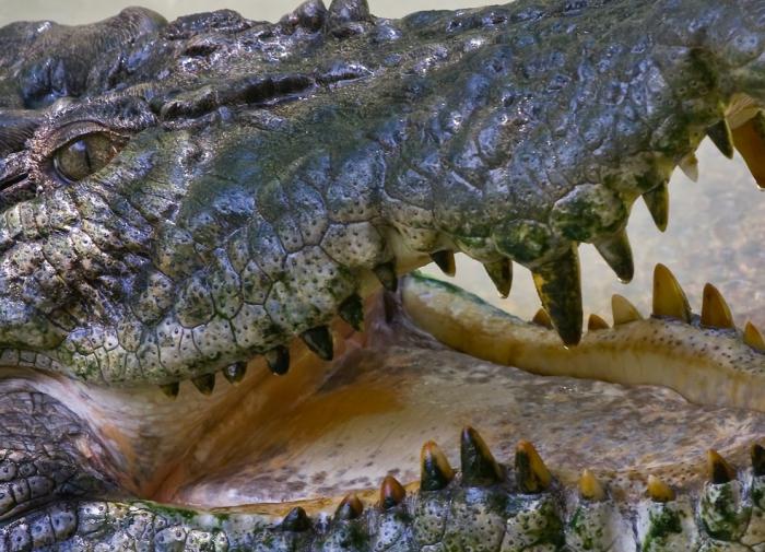 В Мексике на пляж перед отелем море выбросило обезглавленного крокодила