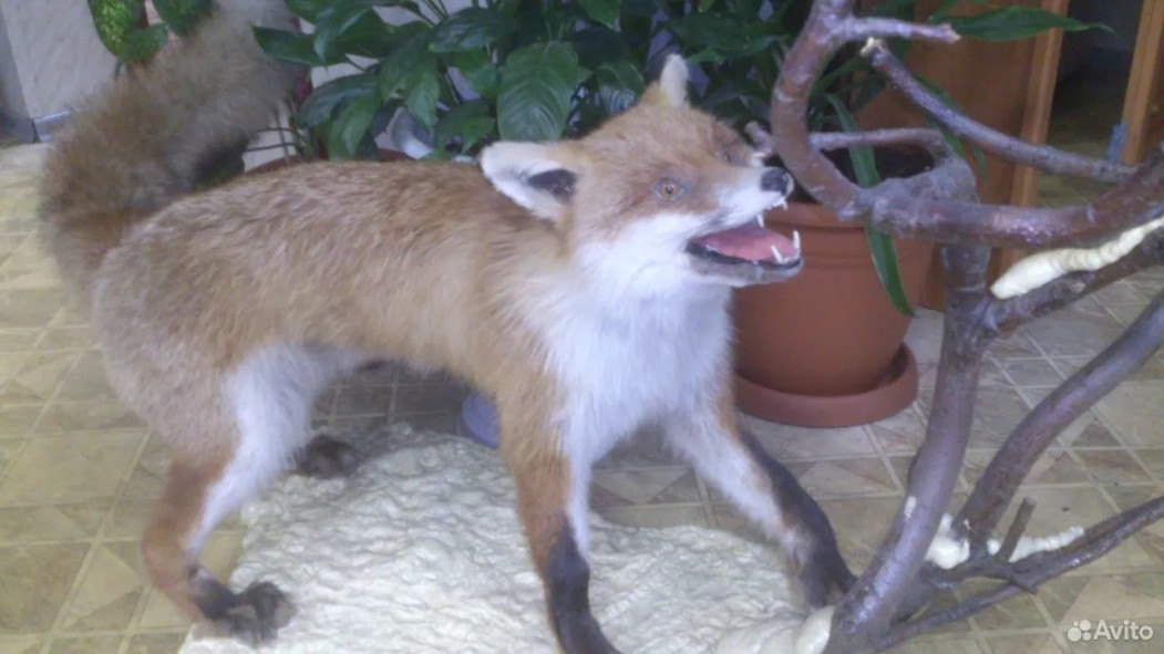 Окаменевшая молния, противогаз и подпись Тома Круза: необычные предметы для коллекционирования в Коми