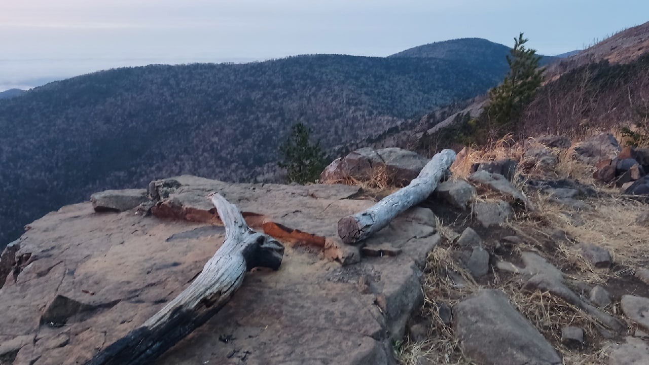 В Приморском крае леопарда перепутали с тигром