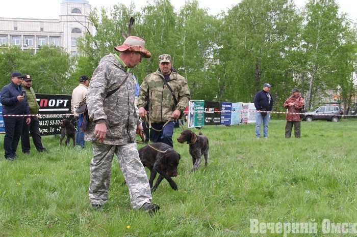 Лайки, борзые и гончие: в Омске прошла выставка охотничьих собак