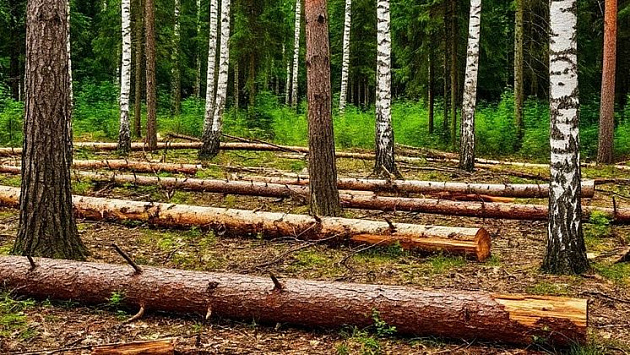 Новосибирский суд приговорил «чёрных лесорубов» под руководством экс-депутата