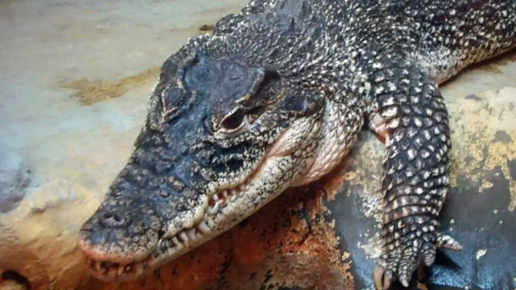 Крокодил провел ночь под кроватью спящего мужчины в Индии