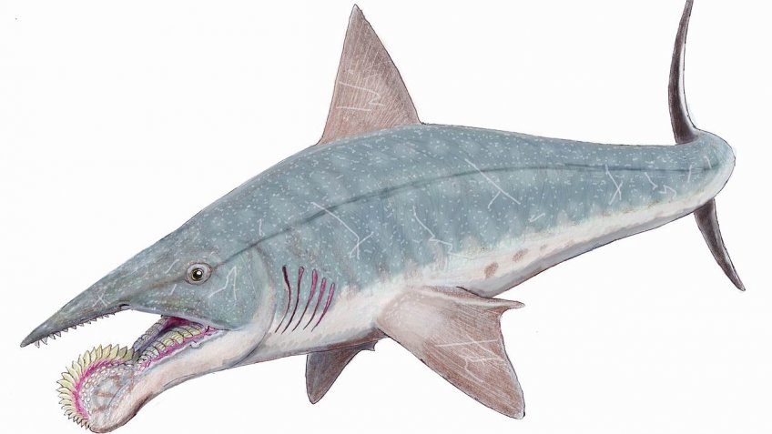 карпинский