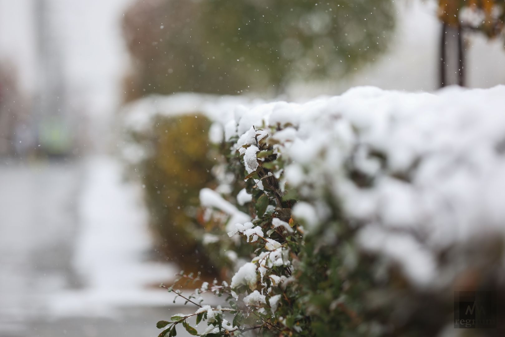 4. выпал снег минус. березники первый снег. снег летом. снег.