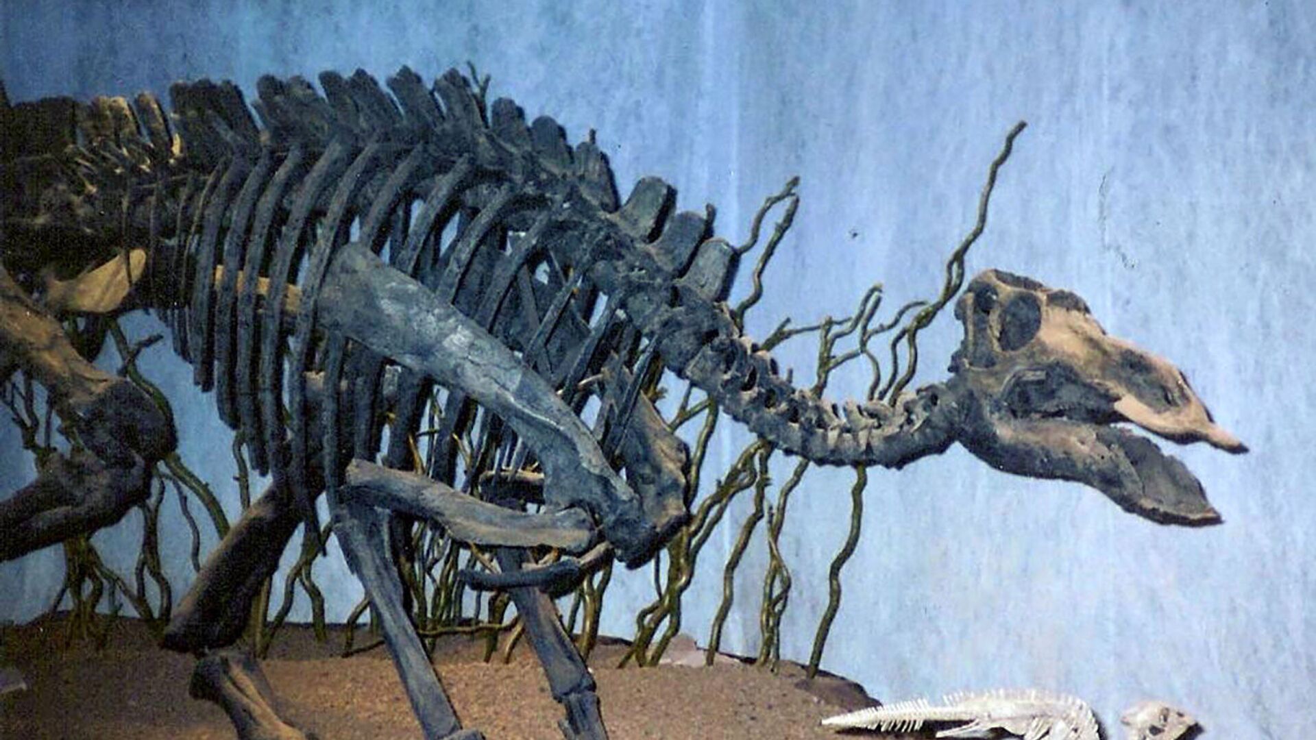 Скелет динозавра Maiasaura - Sputnik Азербайджан, 1920, 21.05.2023