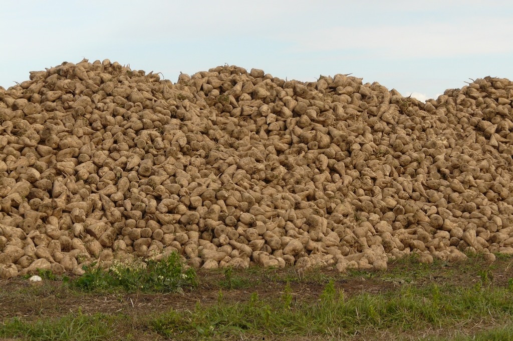 На Кубани собрано 6 335,4 тыс. т сахарной свеклы