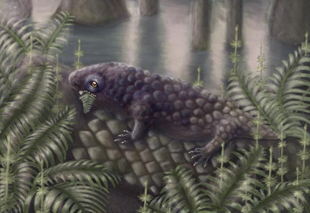 Tyrannoroter heberti 