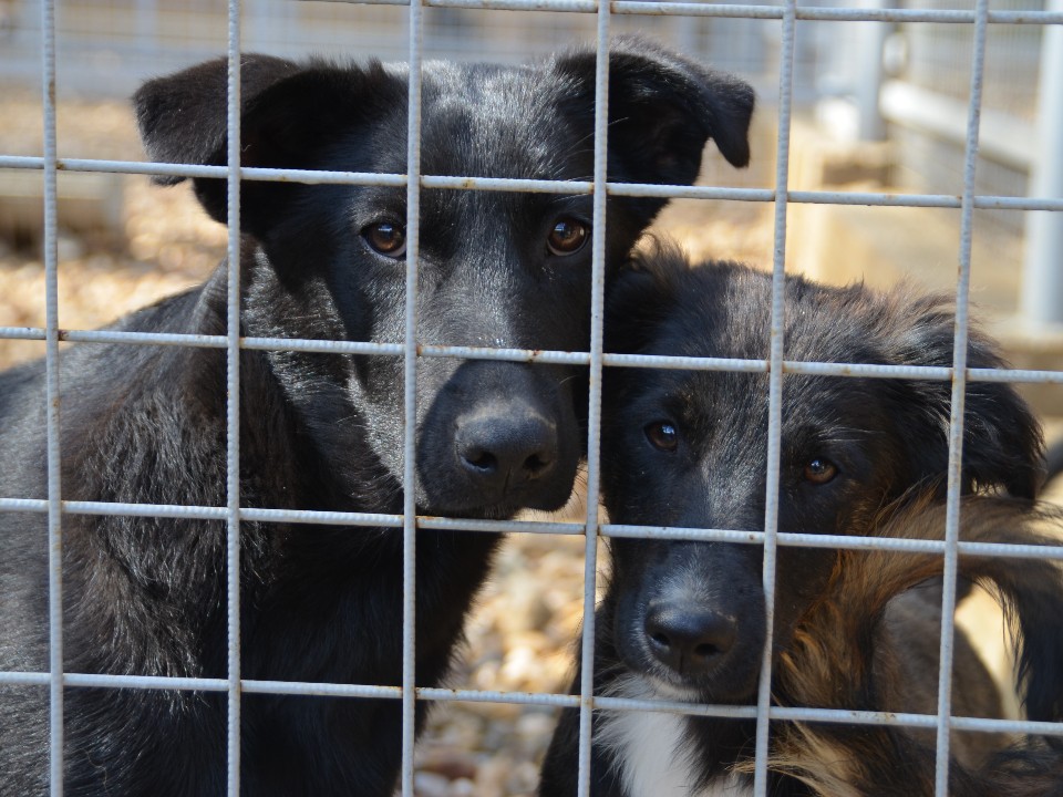 Собака из приюта погибла от бешенства и посадила на карантин целый район Москвы