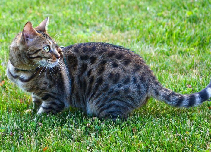 Породы кошек, которые не линяют