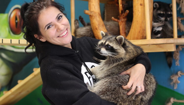 Академия енотов ул очеретина 7 фото The house of a raccoon in Saint Petersburg Lifestyle Seldon News