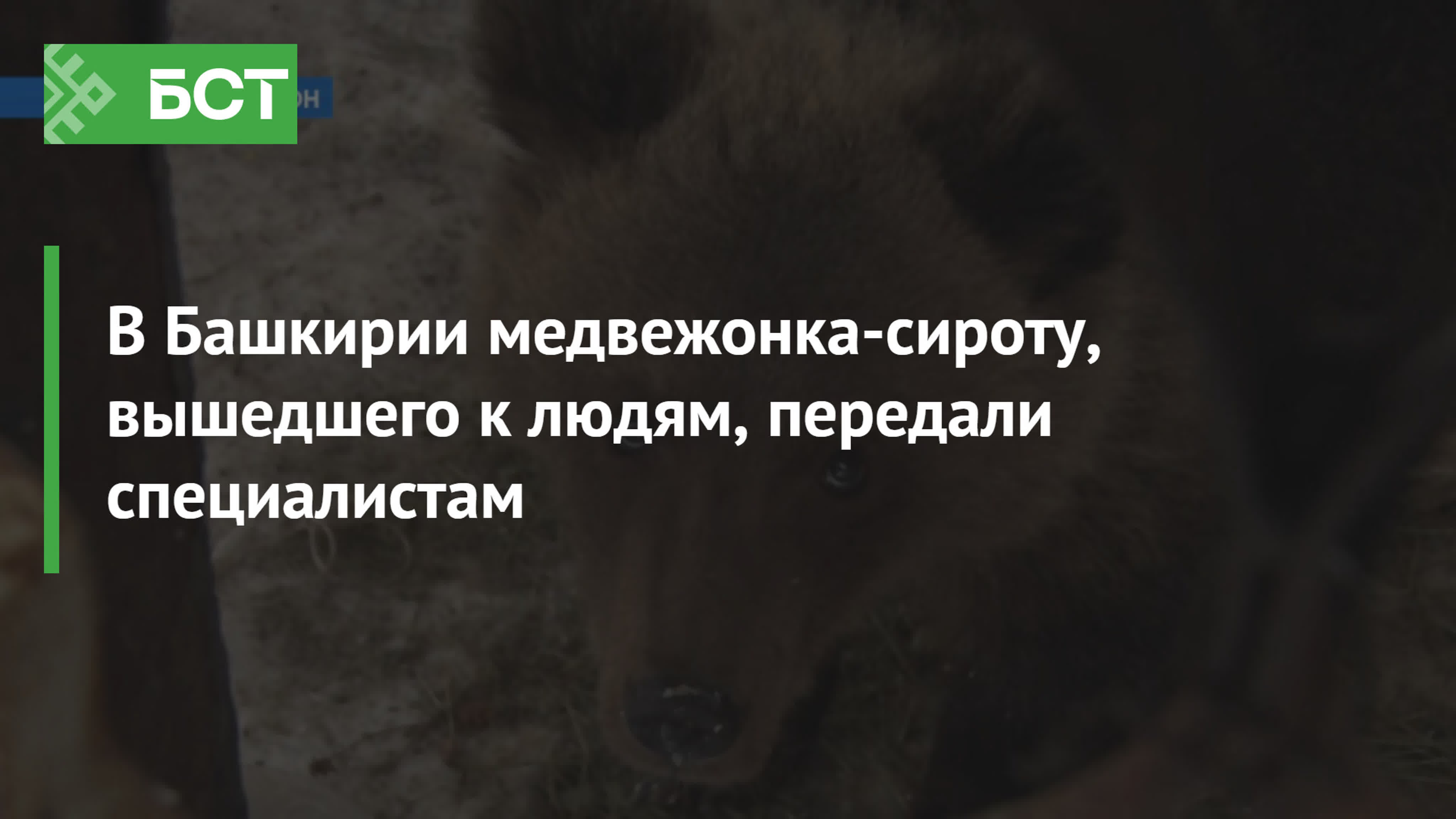 Медведь ассоциации с человеком. Медведи в Башкирии последние новости 2024.