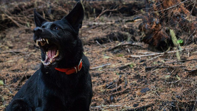 Новосибирские чиновники заплатят 20 тысяч рублей за нападение собаки на ребёнка