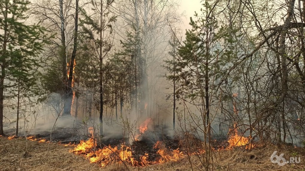 Пожарные обвинили руководство в том, что их отправили тушить леса без спецодежды