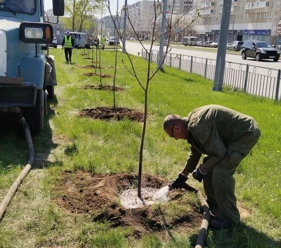 В Новом городе посадили 20 кустов рябины