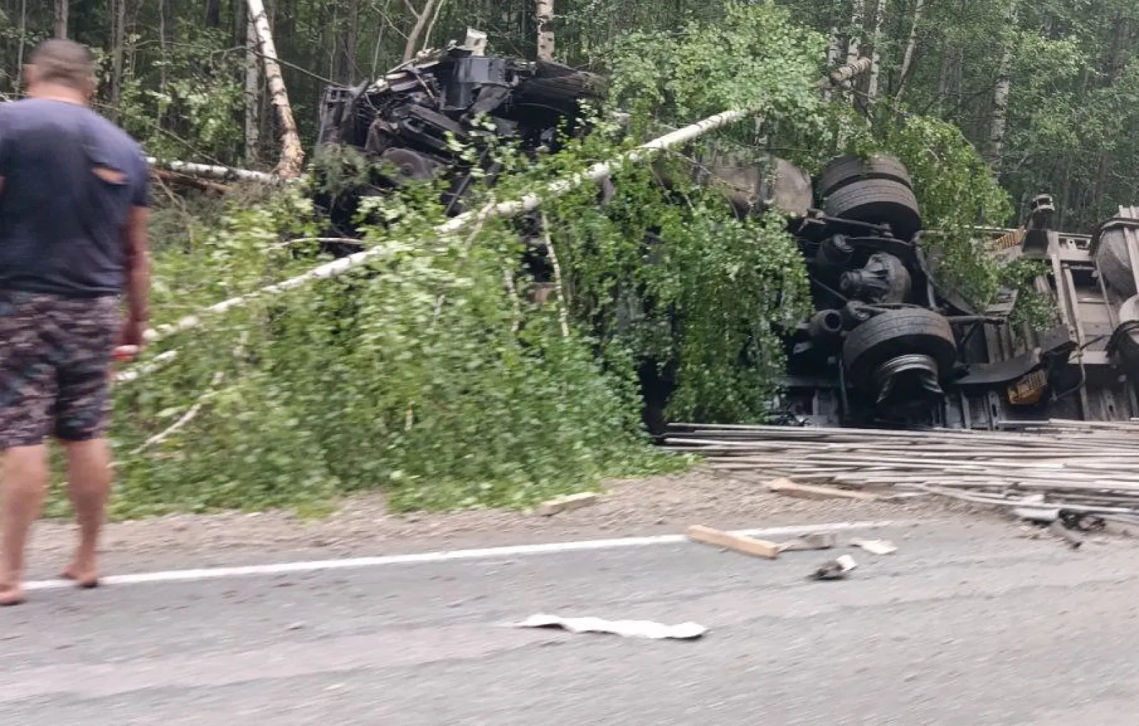 Фото большой сосновы пермского края