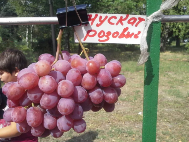 ADCO - Şarap Üzümleri Pêssegos, Origem vegetal, Vegetal