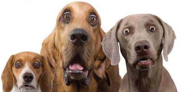 Выступление главы ЕК фон дер Ляйен о мощи Европы завершилось лаем (ВИДЕО) | Русская весна