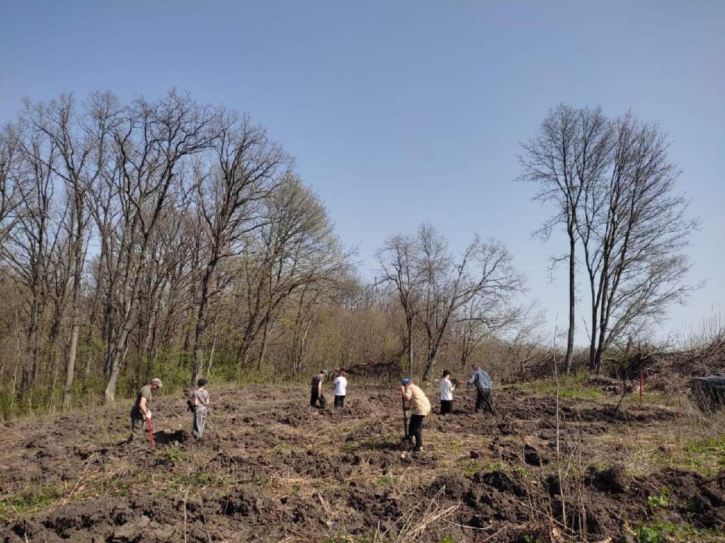 В Курской области высадили 4,5 тысячи сеянцев дуба