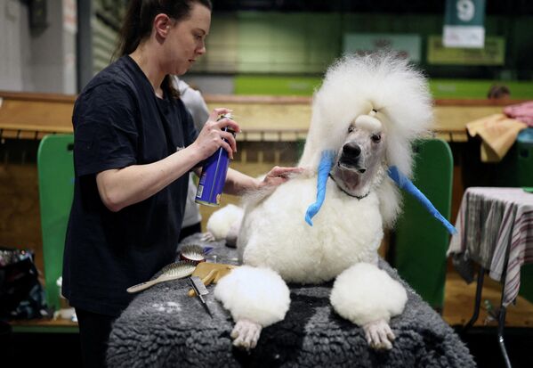 Женщина ухаживает за пуделем на выставки собак Crufts в Бирмингеме, Великобритания. - Sputnik Грузия