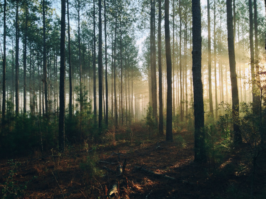 Лес, зелень, темный лес, природа.