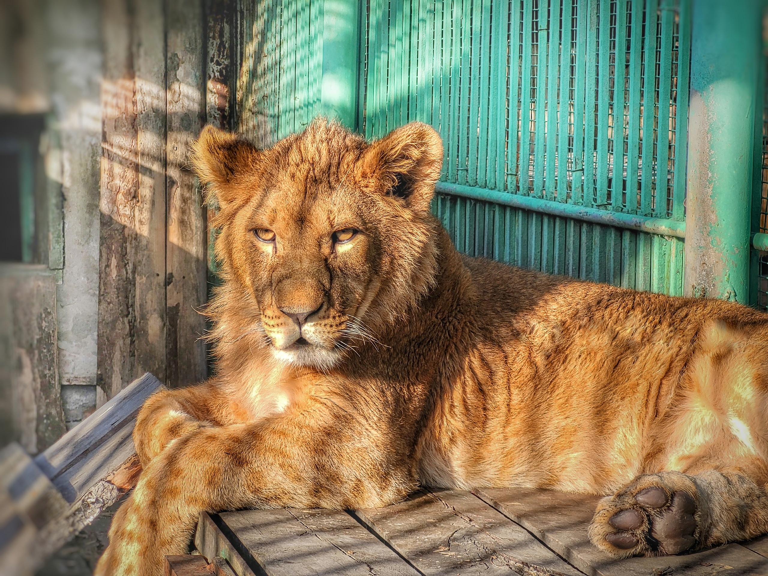 Звери омск 2024. Большереченский зоопарк Омск. Фото зверей. Тигр из Большереченского зоопарка. Львята фото.