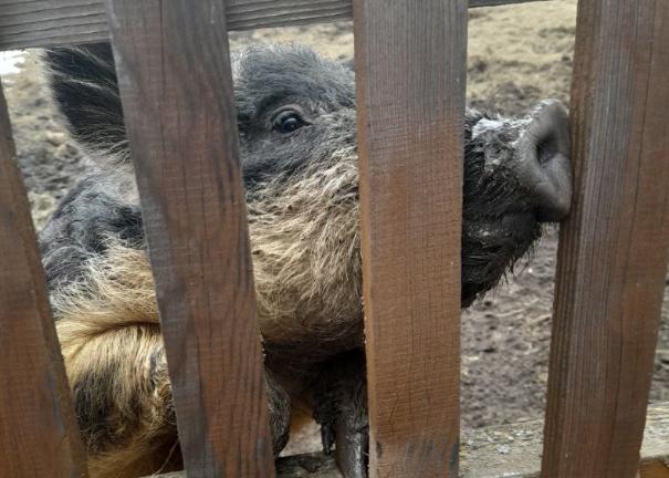 Подворьям на юге Челябинской области угрожает африканская чума свиней