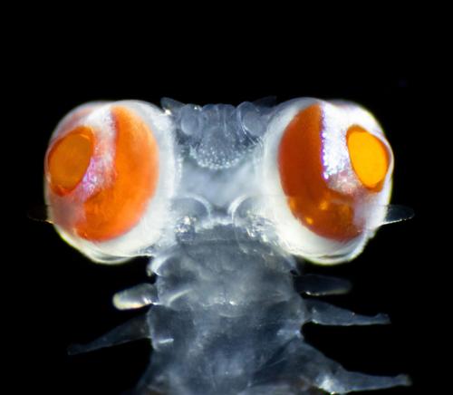 Ученые открыли необычного червя со зрением, похожим на зрение млекопитающего