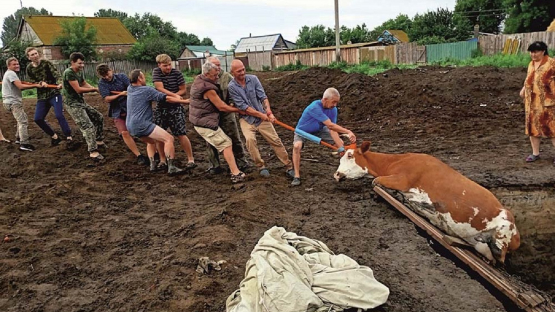 Читать последние новости в мире. Белгородская археологическая Экспедиция. Корова в городе. Археологические раскопки в Саратовской области. Археологические раскопки в Самарской области.