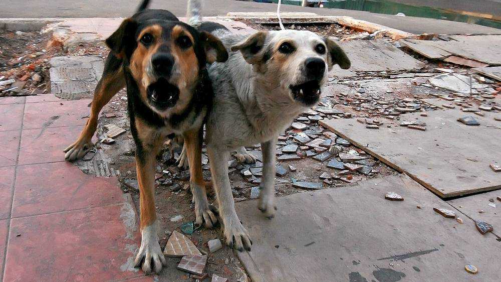 В Брянске комитету ЖКХ суд велел выплатить 10 тысяч рублей покусанной собаками девочке